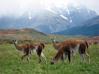 guanaco