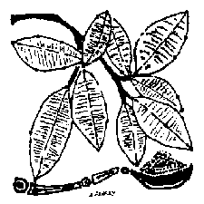 source: http://sada.org/cocaine.html