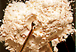 source:http://www.drugfreeamerica.org/cocaine.html