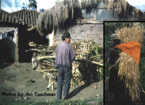 http://www.andes.org/graphic/donkey.html