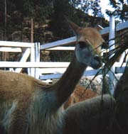 http://www.geocities.com/Yosemite/Gorge/3147/andes.html